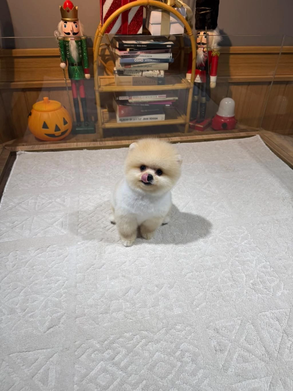 Orjinal Pomeranian Boo Yavruları