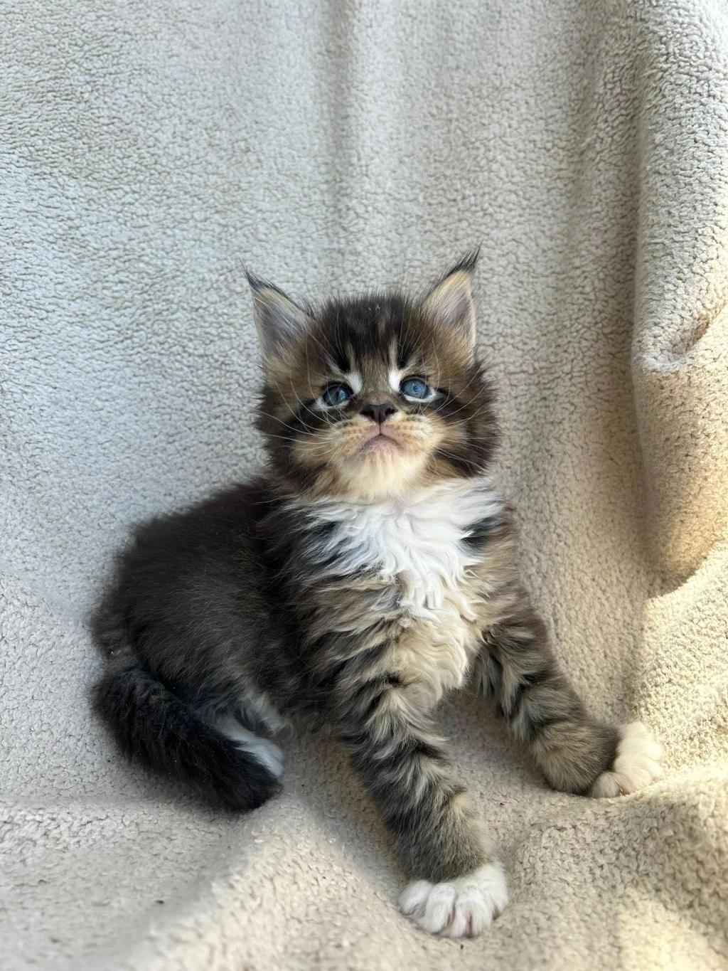 Minik Dev Maine Coon Heyrion