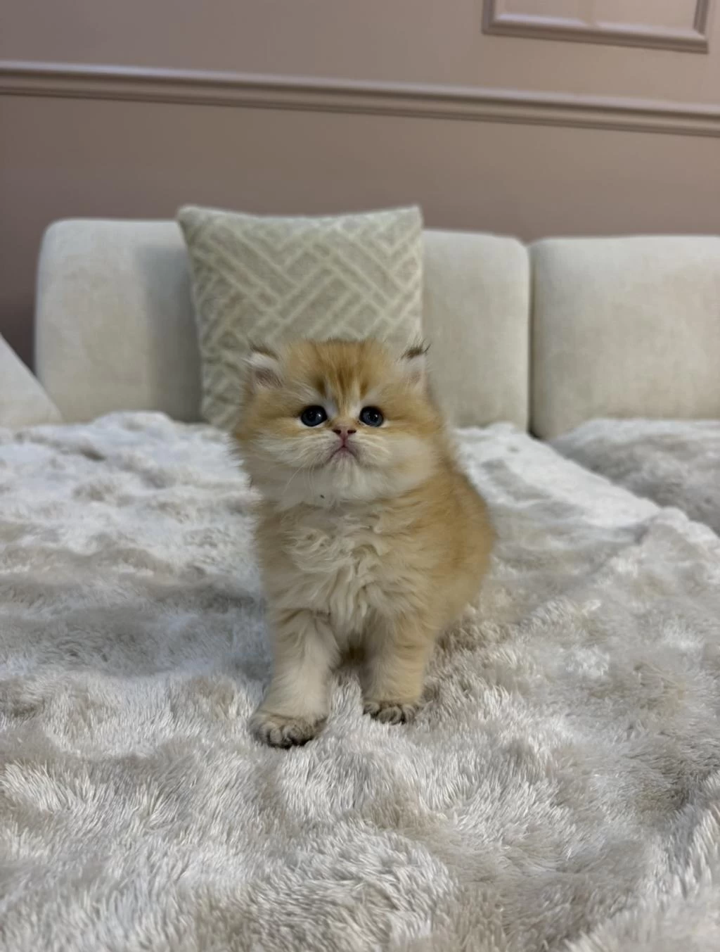 Ny11 Yavru British Longhair