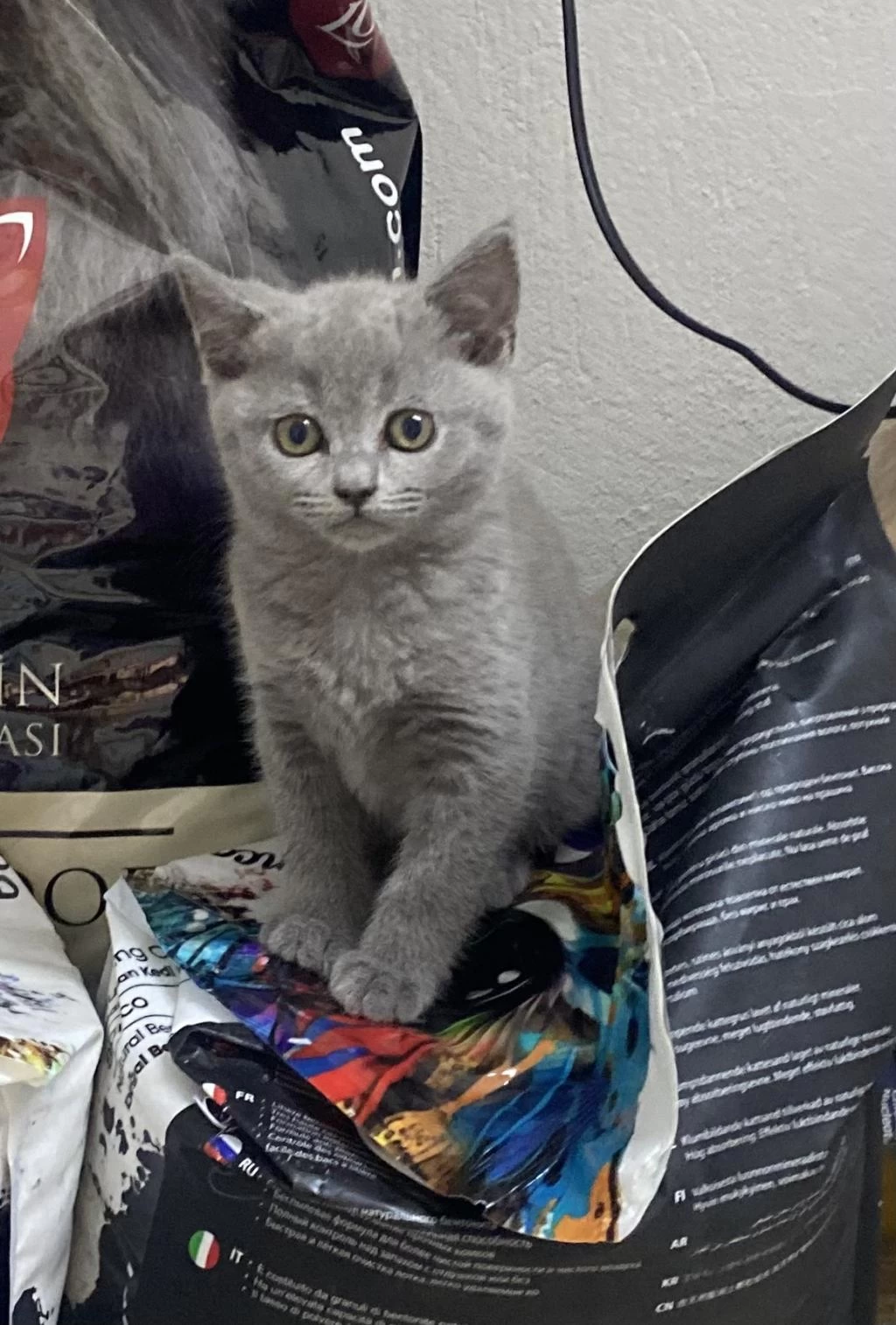 İrk Ve Sağlık Garantili British Shorthair