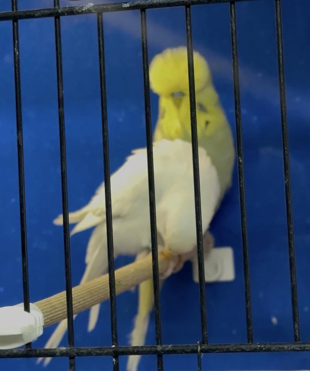 Üst Vasif Gri Sari Yüz Sp Şhow Jumbo Erkek Kuşumuz