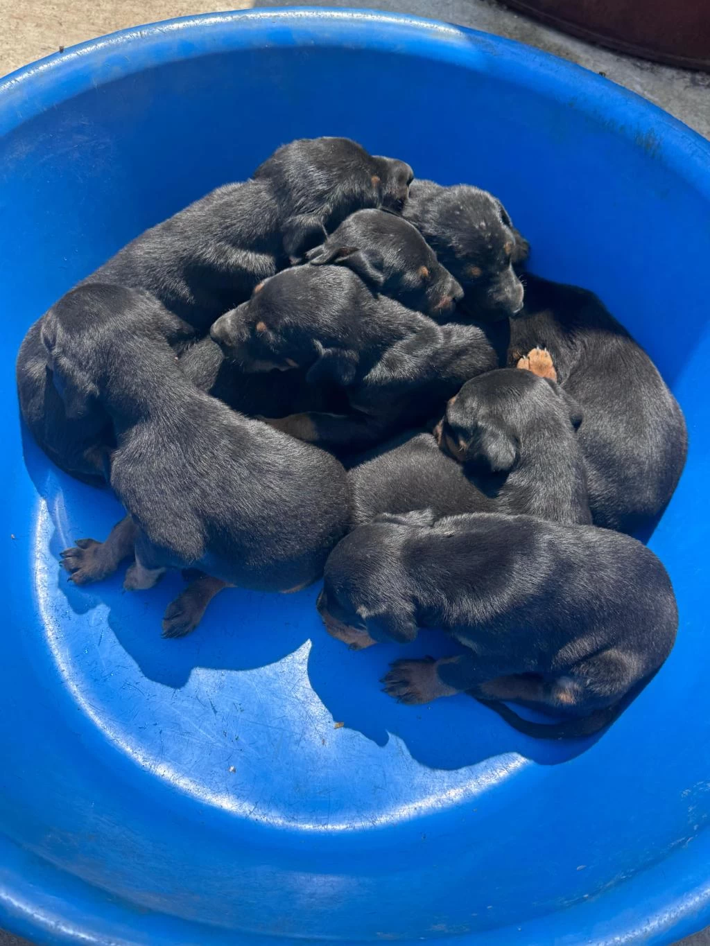 Safkan Doberman Köpeği Yavrular