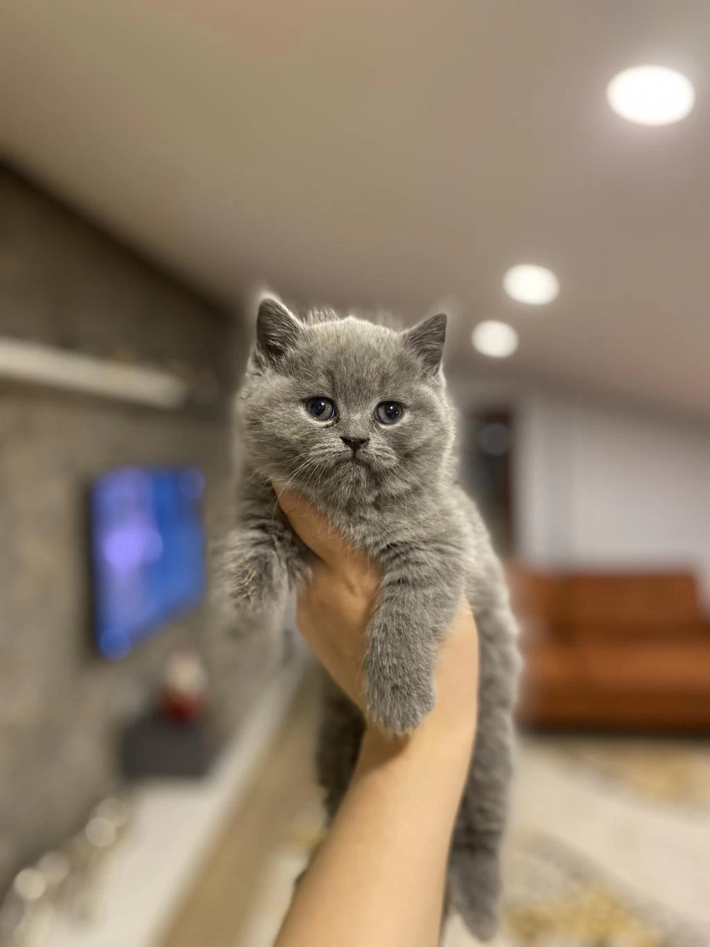 British Shorthair Blue Yavrularim