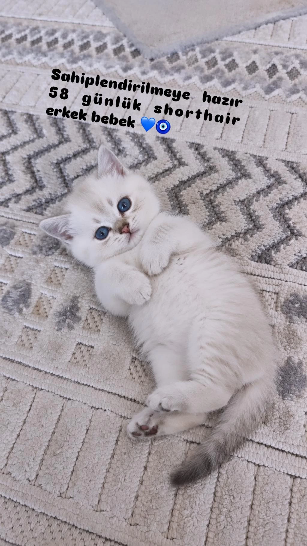 55 Günlük Erkek British Shorthair