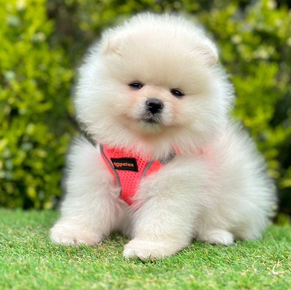 Sevimli Pomeranian Boo Köpeklerimiz