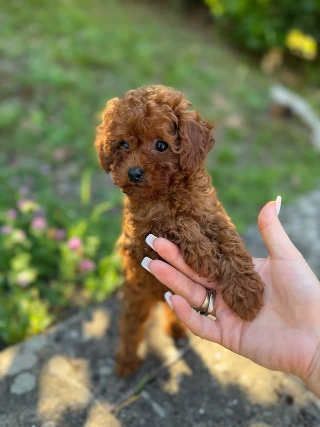 Efsane Toy Poodle Yavrulari