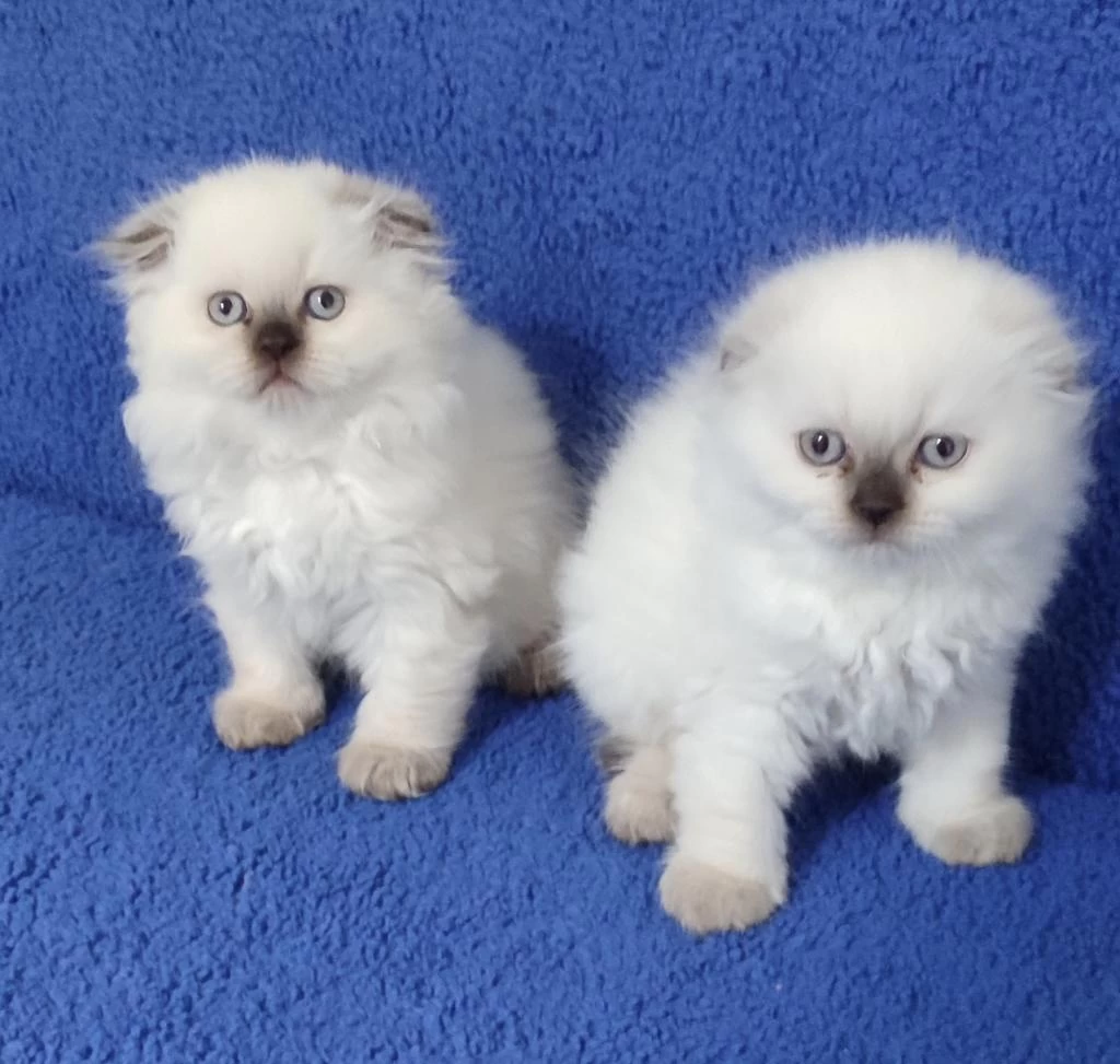 Scottish Fold Losgheyr Yavrular Teslime Hazirdir