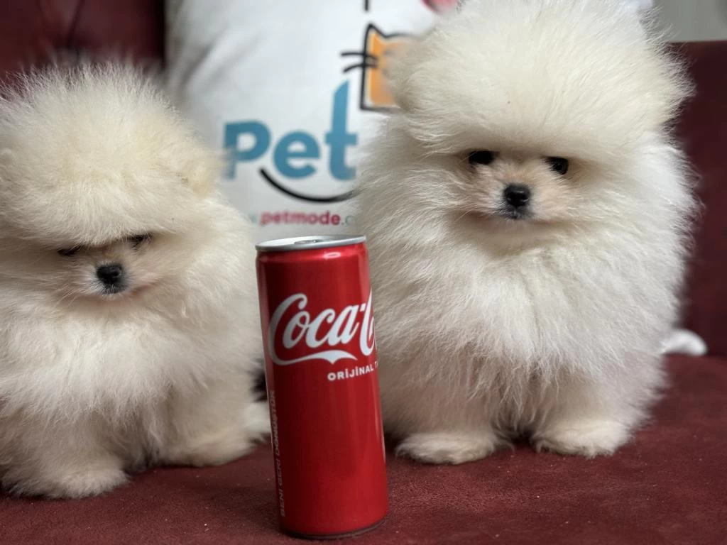 Show Kalite Tea Cup Teddy Face Pomeranian Boo Yavrular