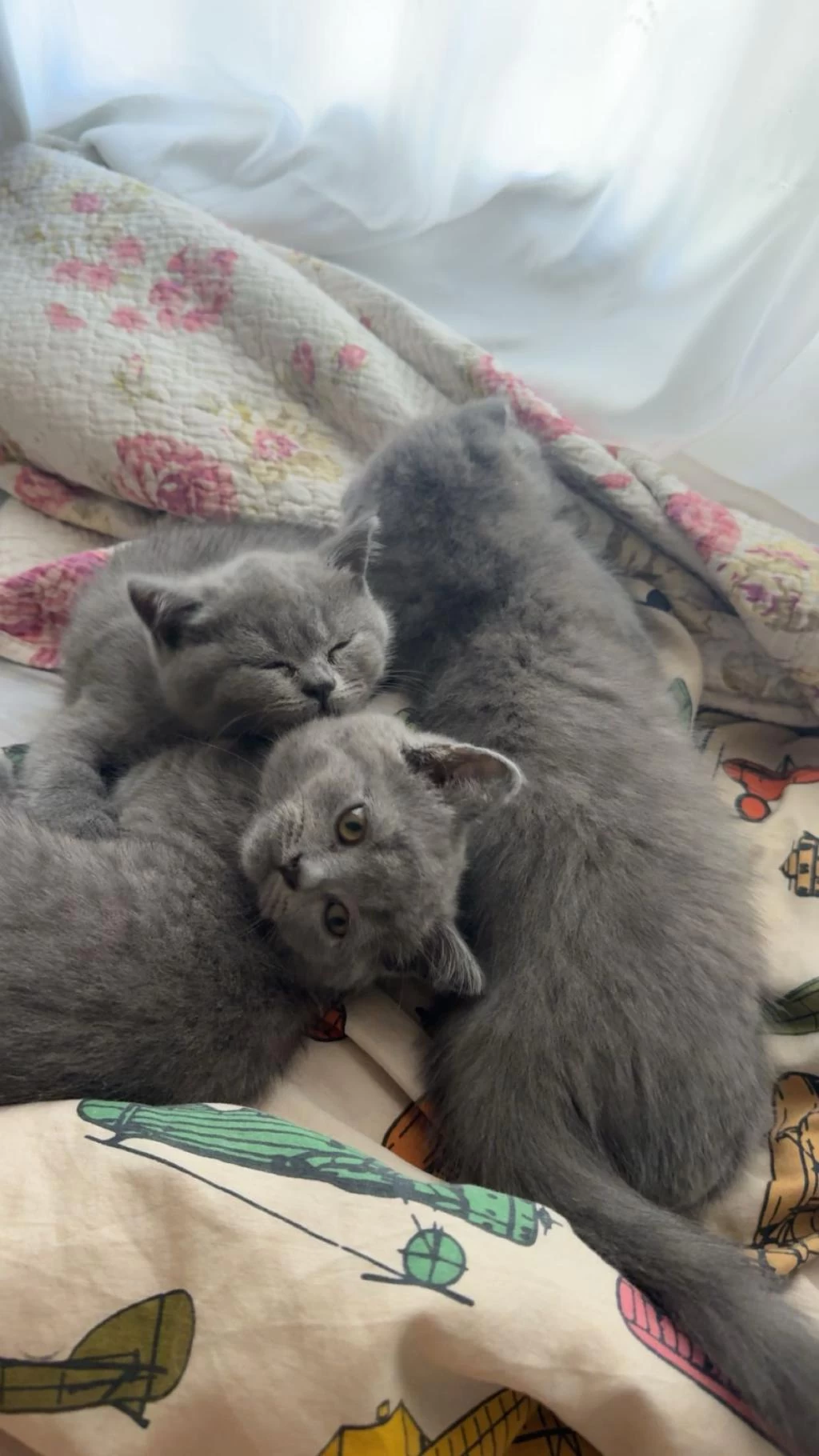 Yavru British Shorthair Kedisi