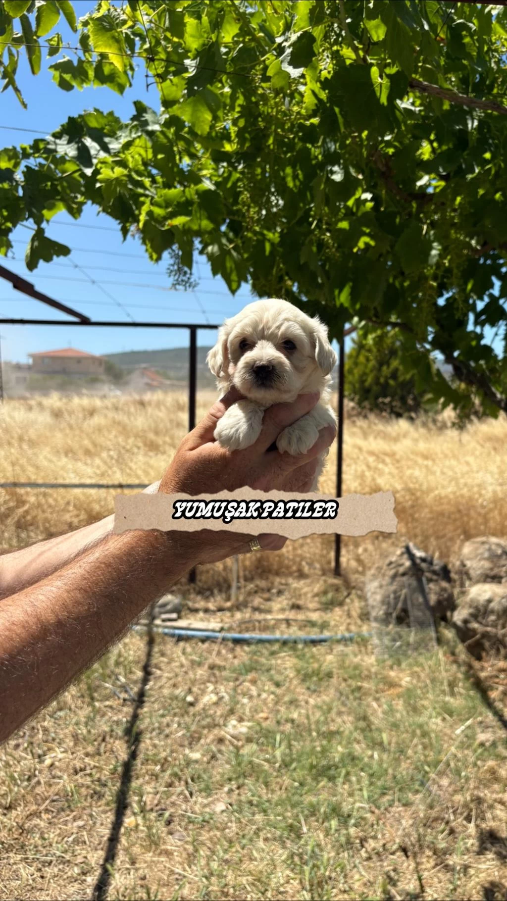 Harika Kore Micro Maltese