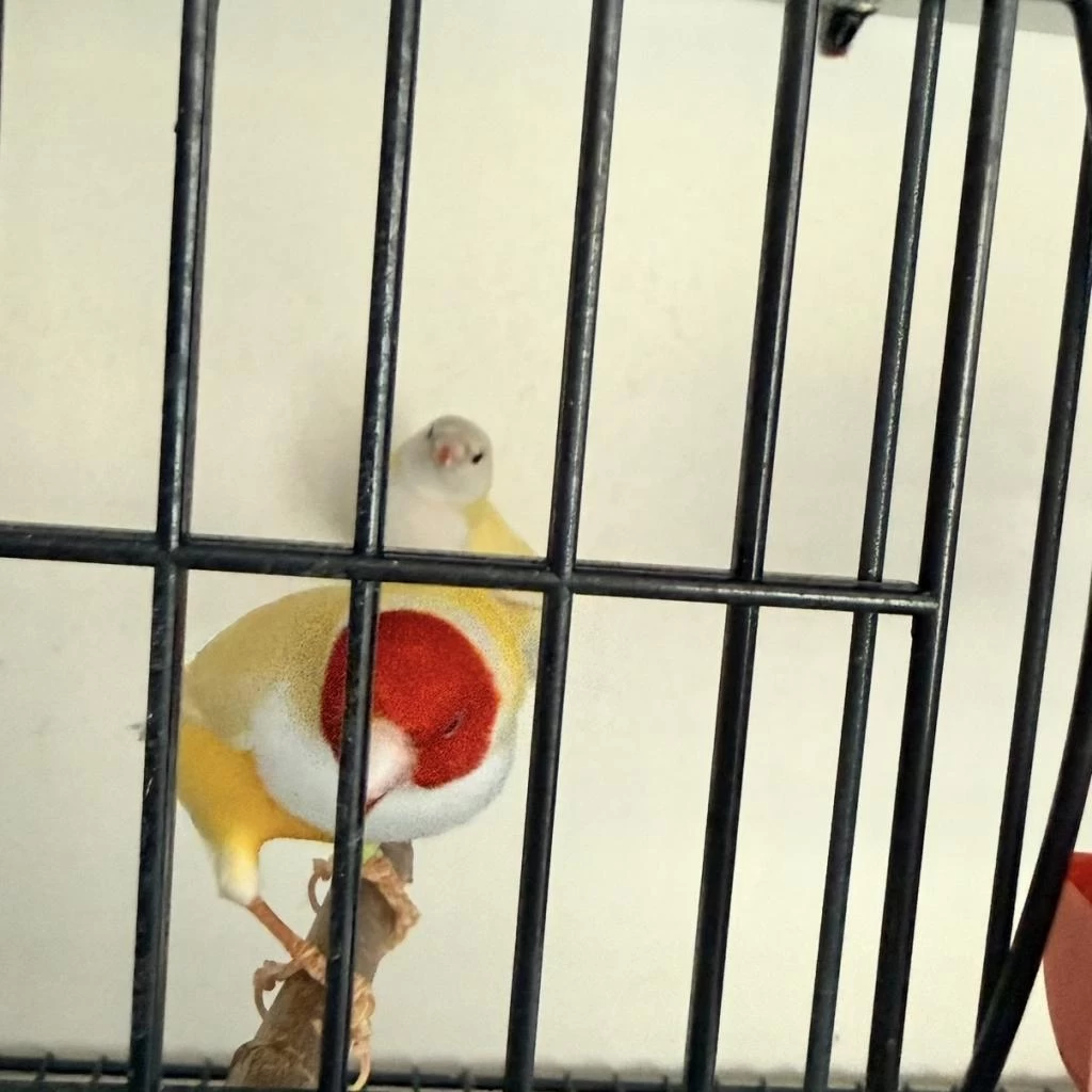 1 Çift İspanyol Golden Finch