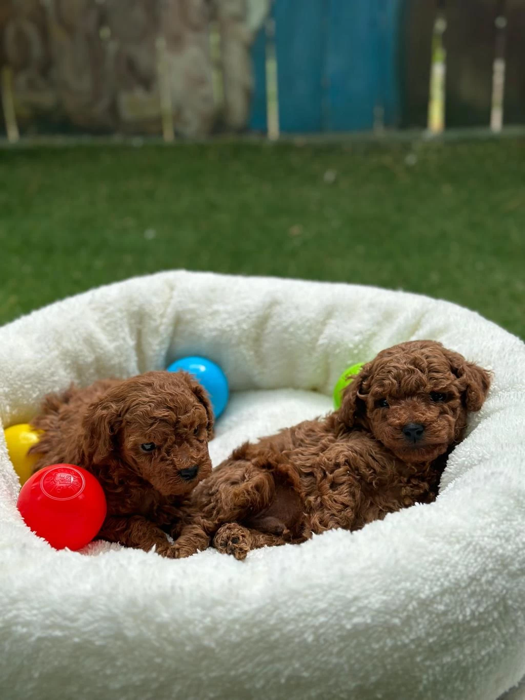 Denizli Merkez Teslime Hazir Poodle Yavrular