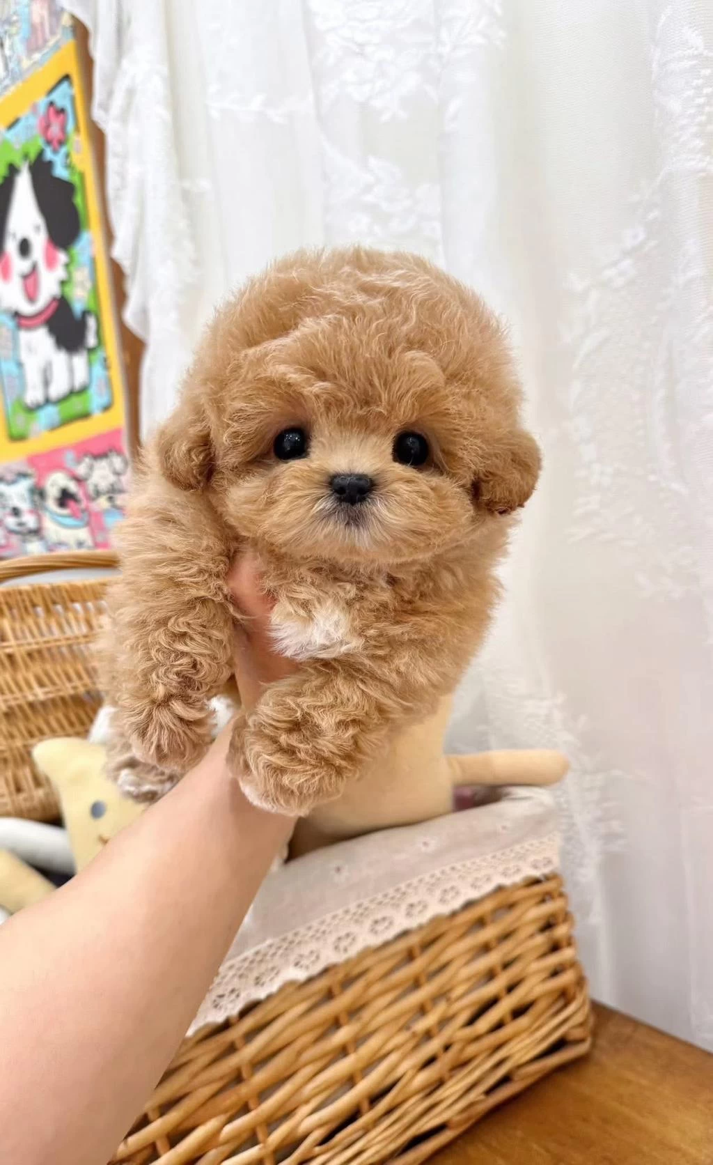 Teacup Kore Maltipoo Yavruları