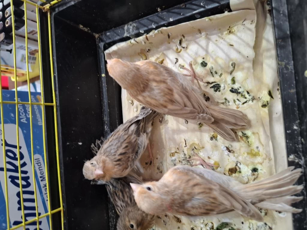 Sakacılara Kırmızı Agat Dişi Ve Erkek Kanarya