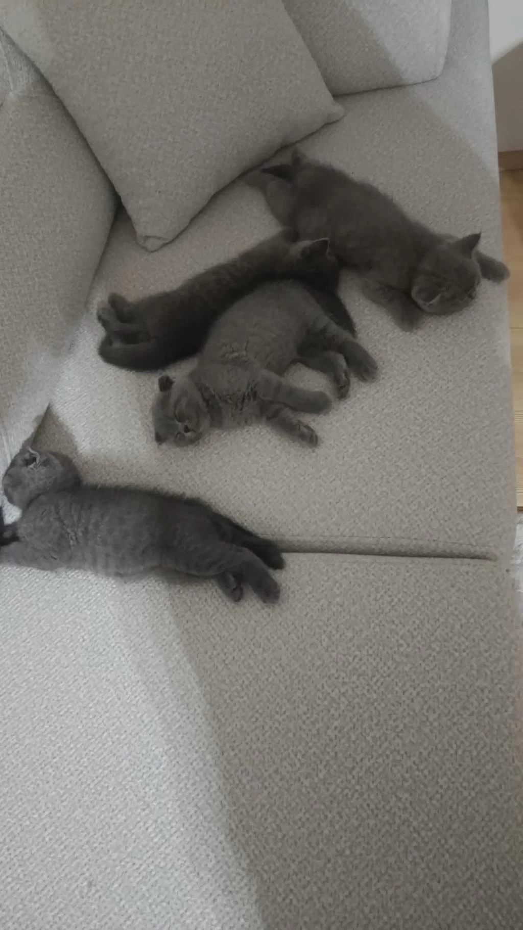 Scottish Fold Ve British Shorthair Blue Yavrular