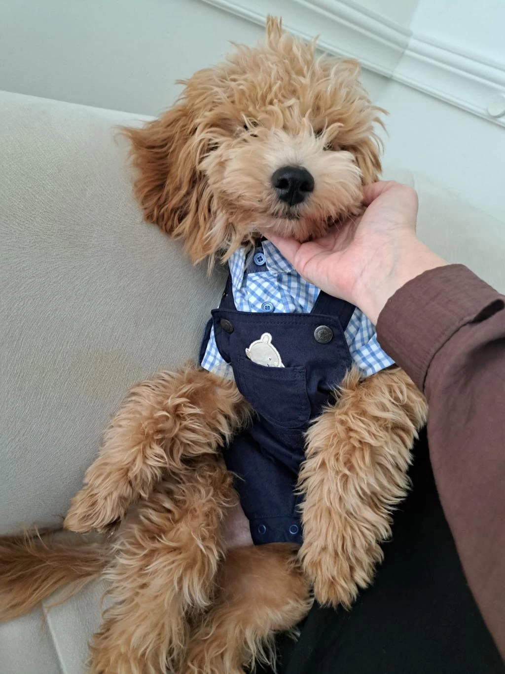 Poodle Köpeğimiz Tarçina Yuva Ariyoruz