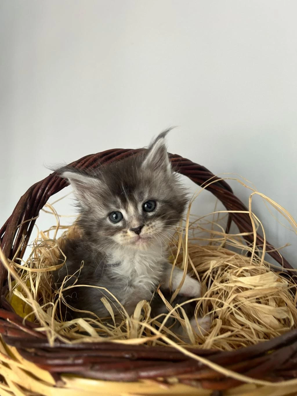 Safkan Full Şecereli Maine Coon Bebekler