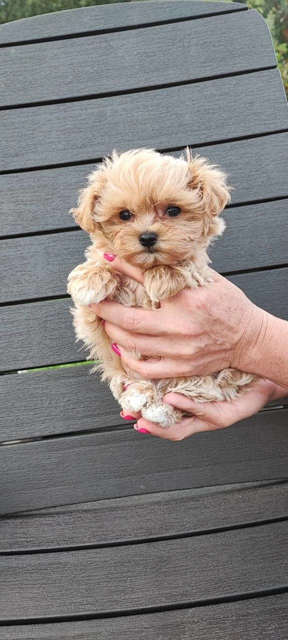 Kore Maltipoo Yavrular