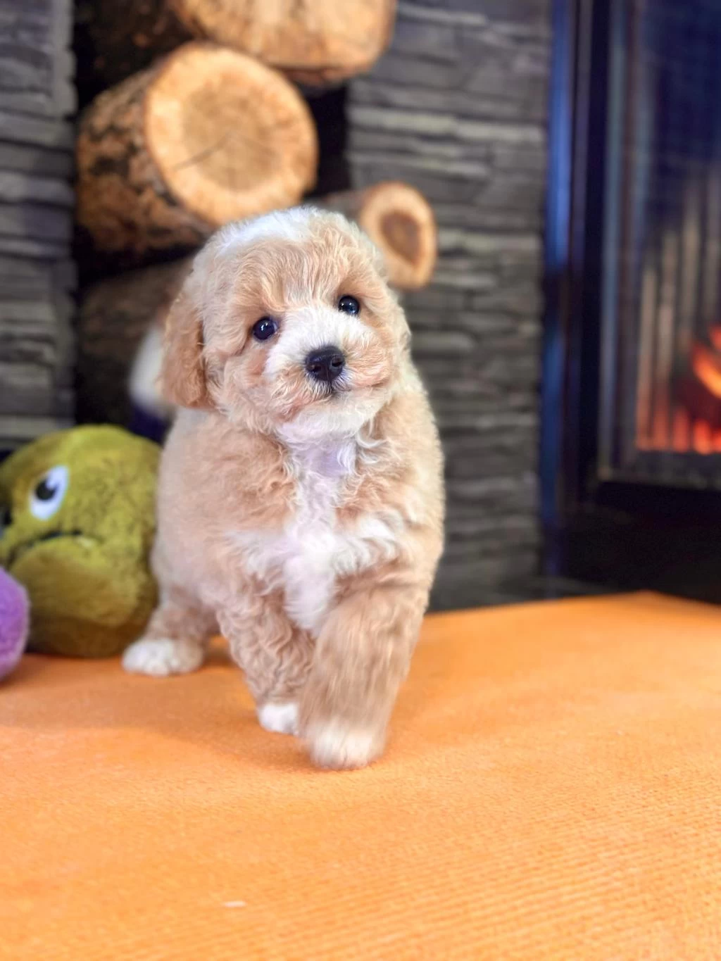Teddy Surat Kore Kan Maltipoo Yavrularımız