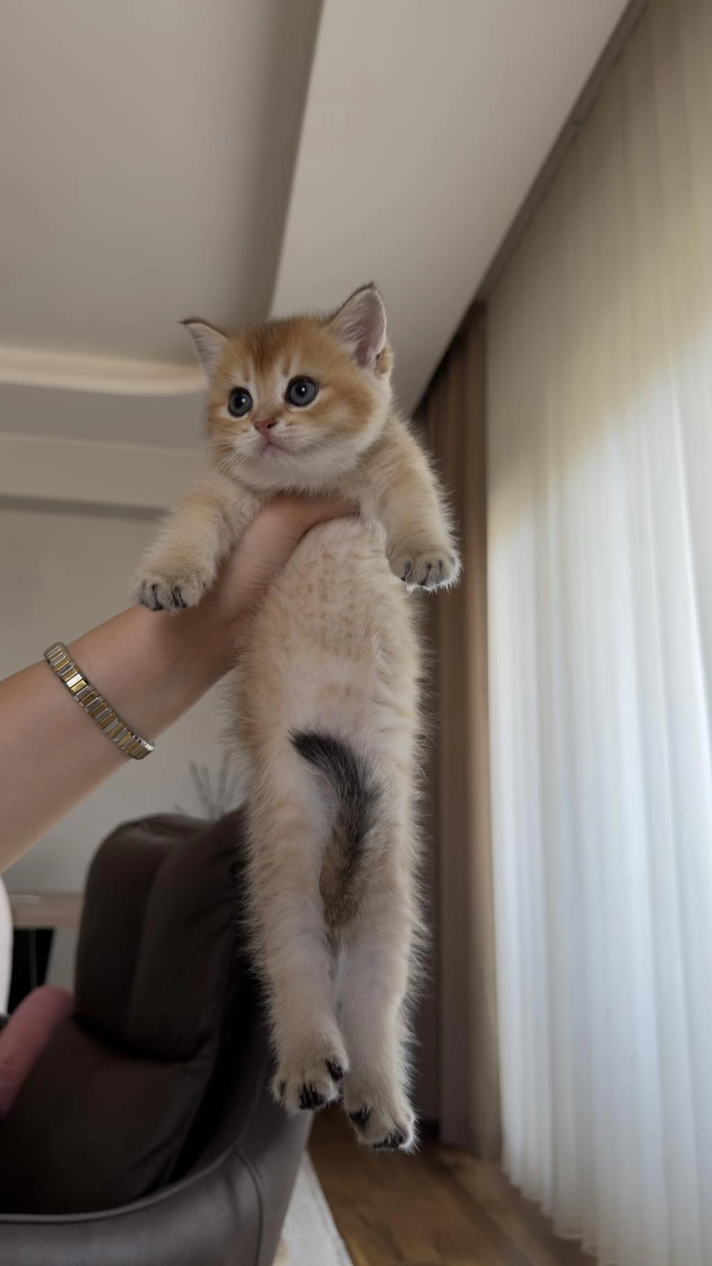 Golden British Shorthair Bebekler