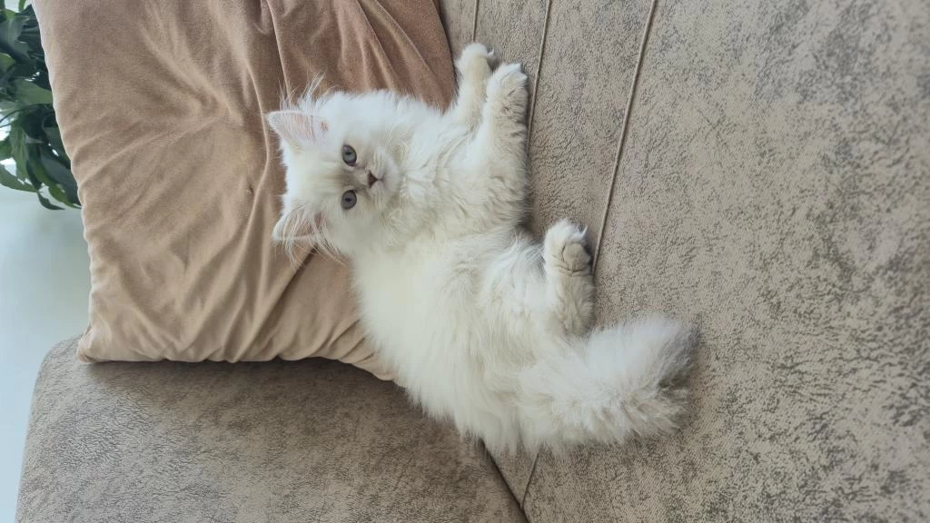 3 Aylık Dişi British Longhair
