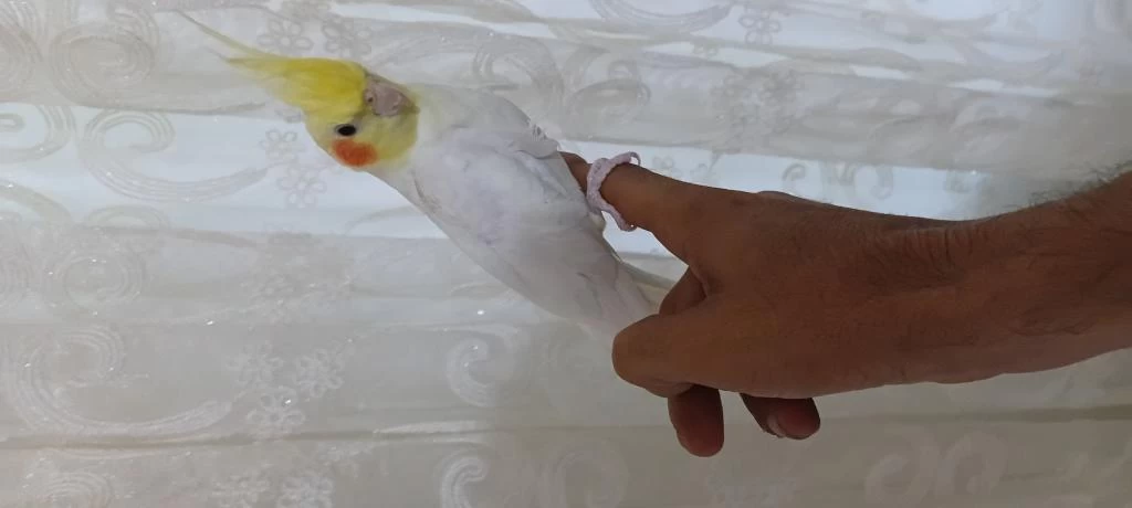 Harika Lutino Sultan Papağanı