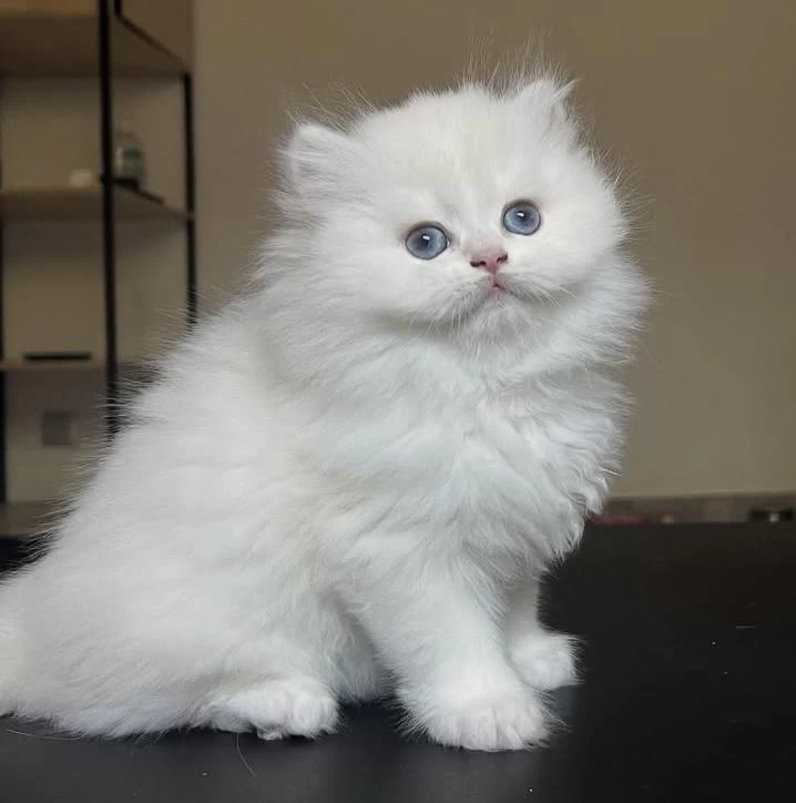 British Longhair Yavrularim