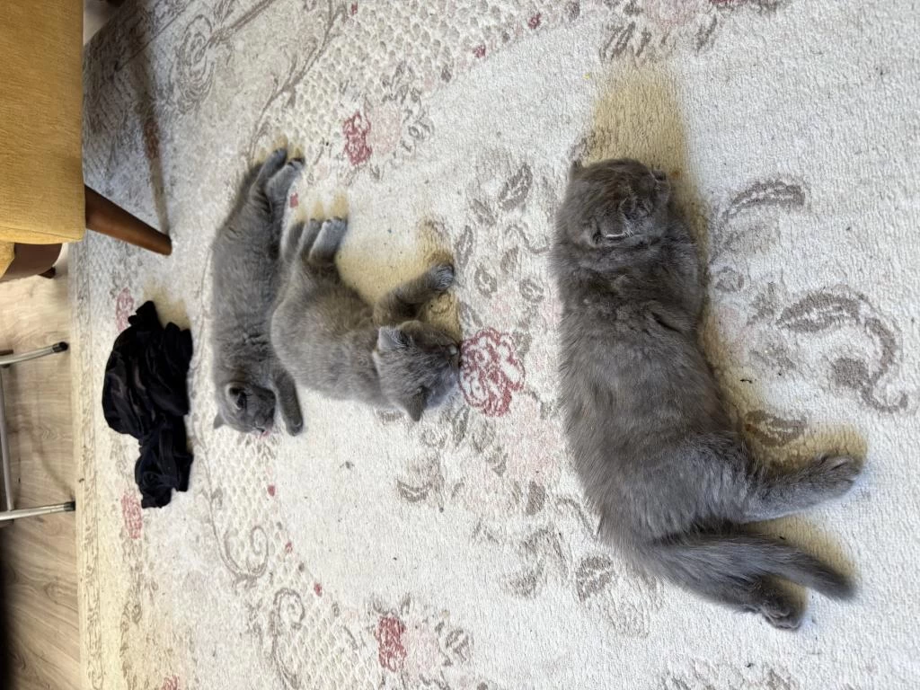 Güzel British Shorthair Yavrular