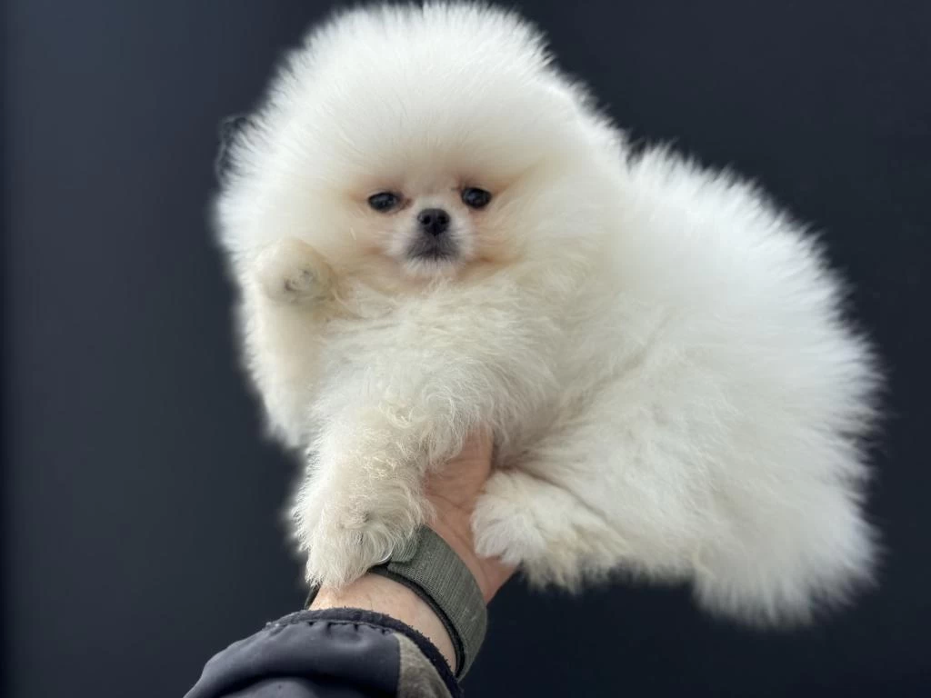 Petmode Köpek Çiftliğinden Teddy Pomeranian