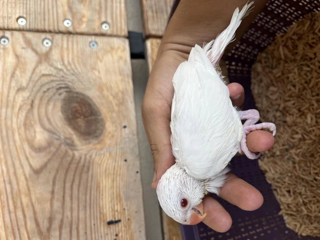Albino Pakistan Papağanı Kırmızı Göz