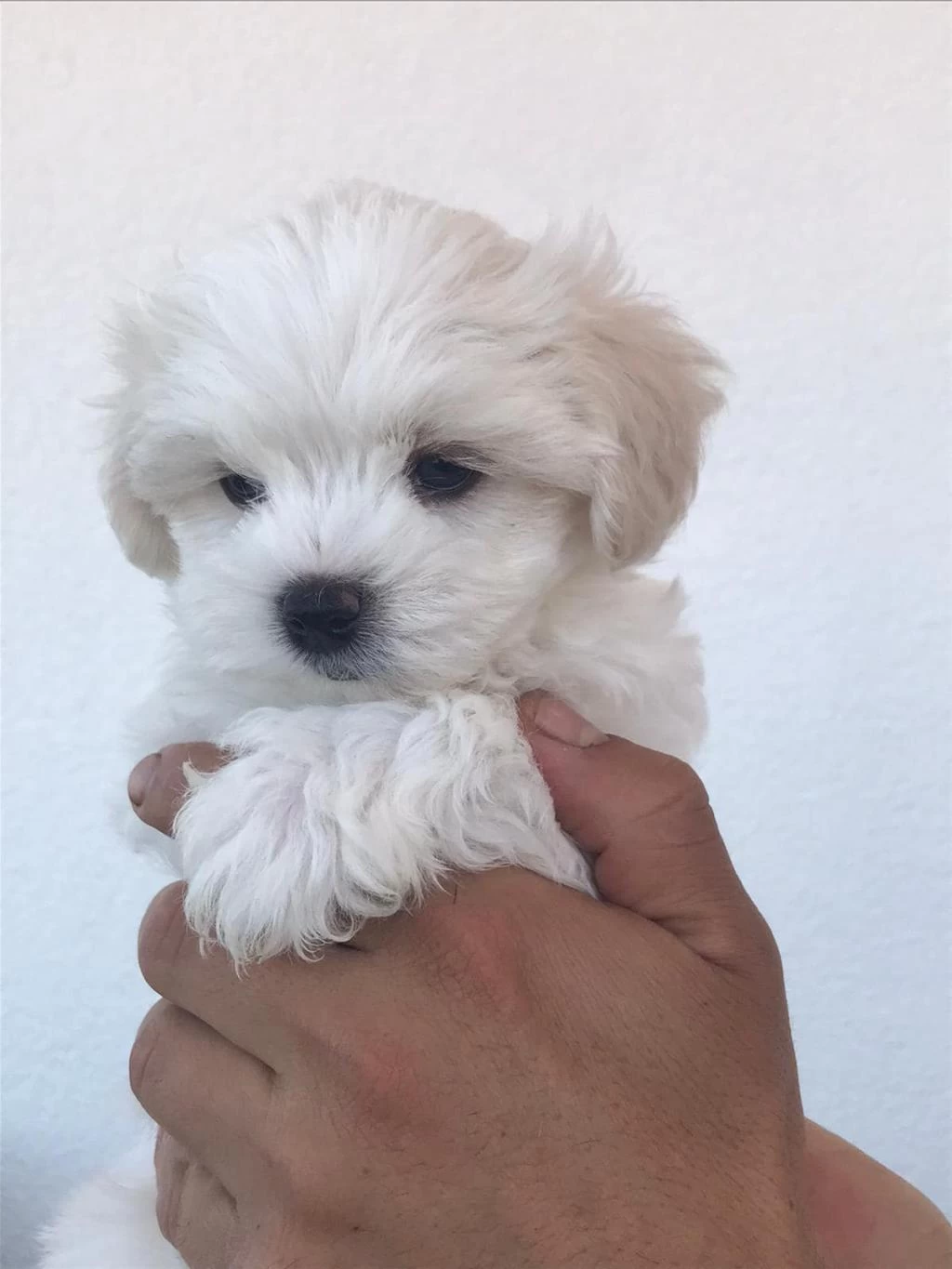 Kar Beyaz Maltese Terrier Yavrularımız Güncel