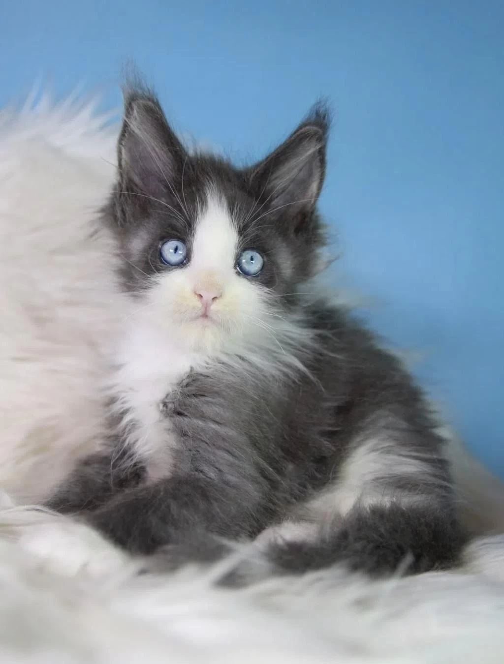 Özel Maine Coon Erkek Mavi Gözlü