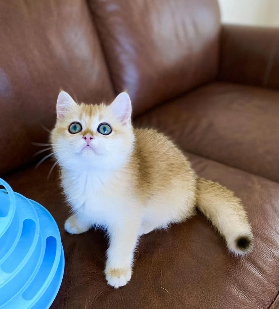Safkan British Shorthair Golden Ny12 Erkek Yavru