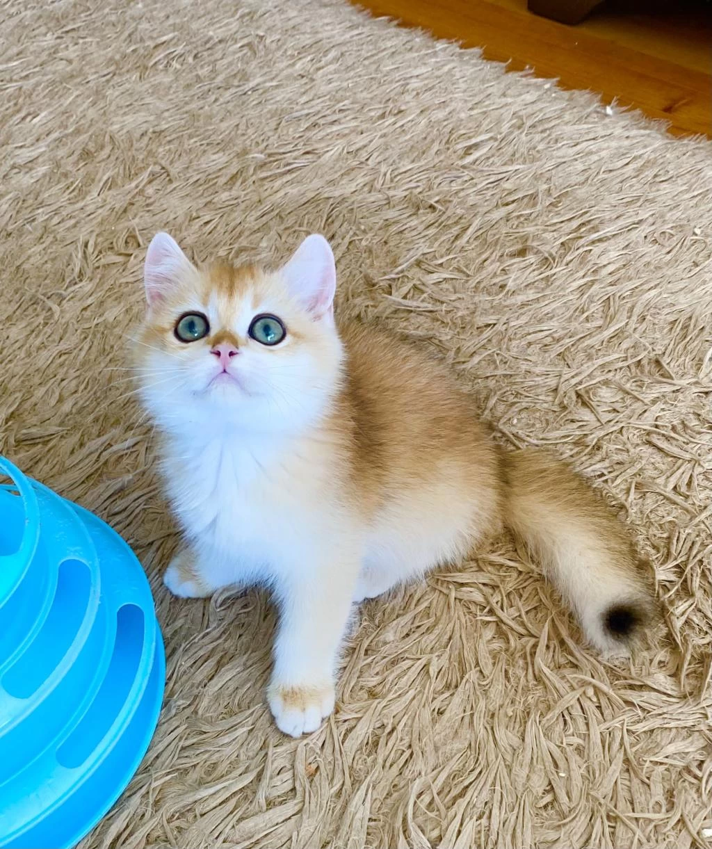 Safkan British Shorthair Golden Ny12 Erkek Yavru