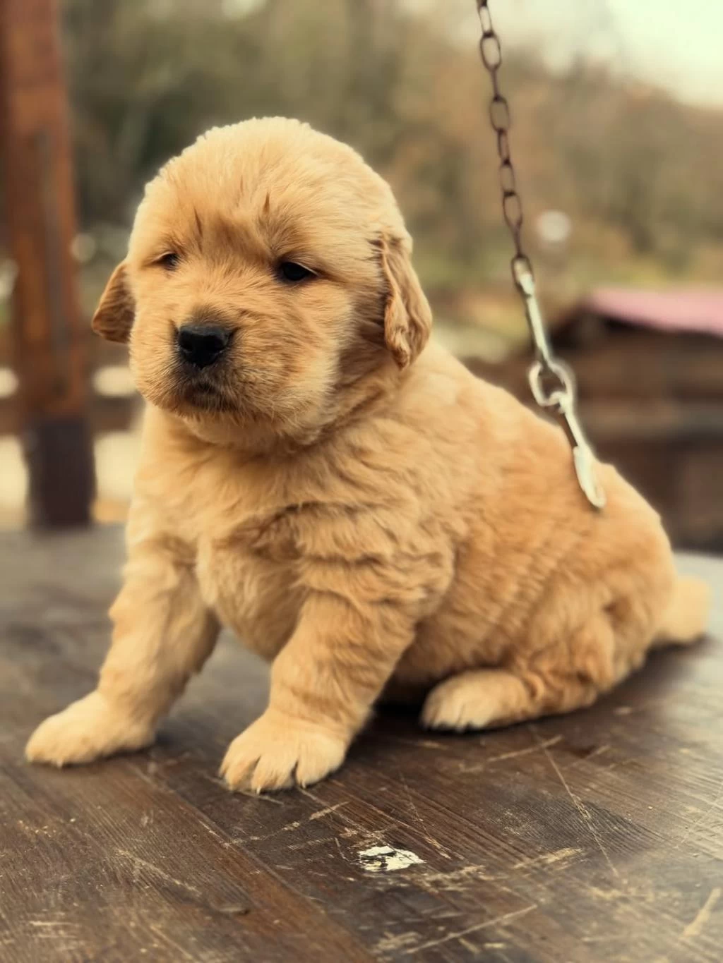 Golden Retriever Yavrulari