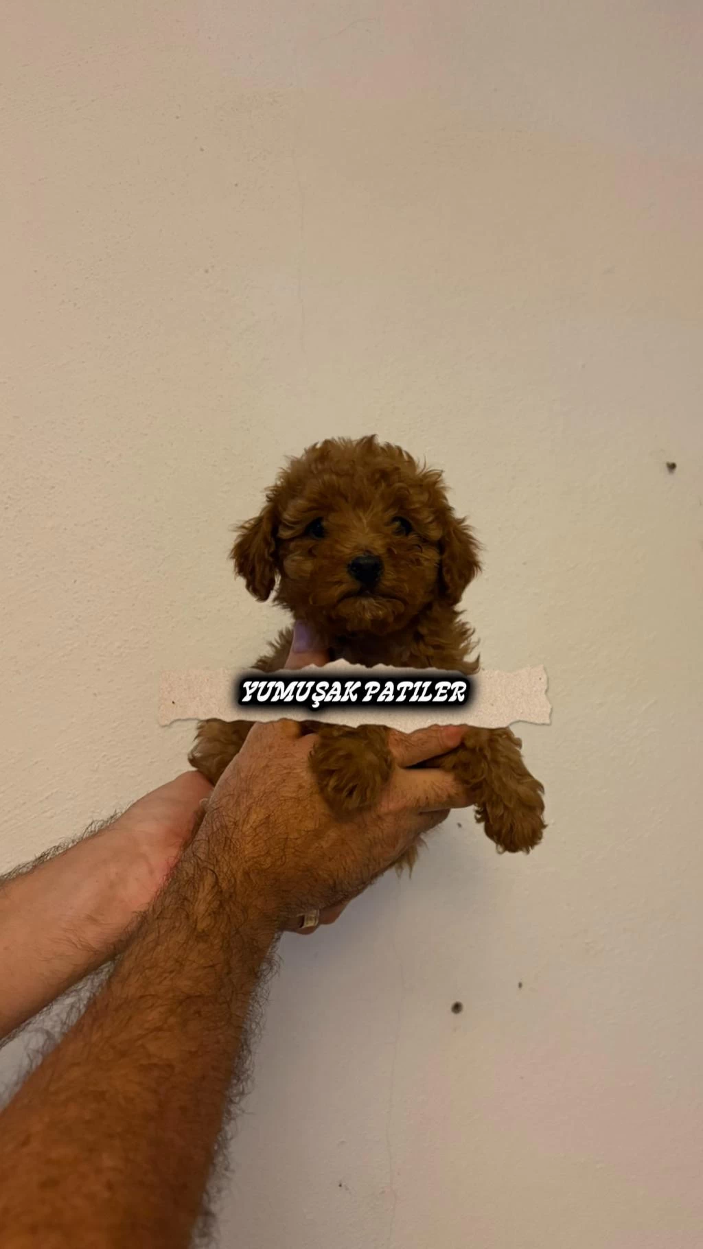 Sevimli İrk Toy Poodle