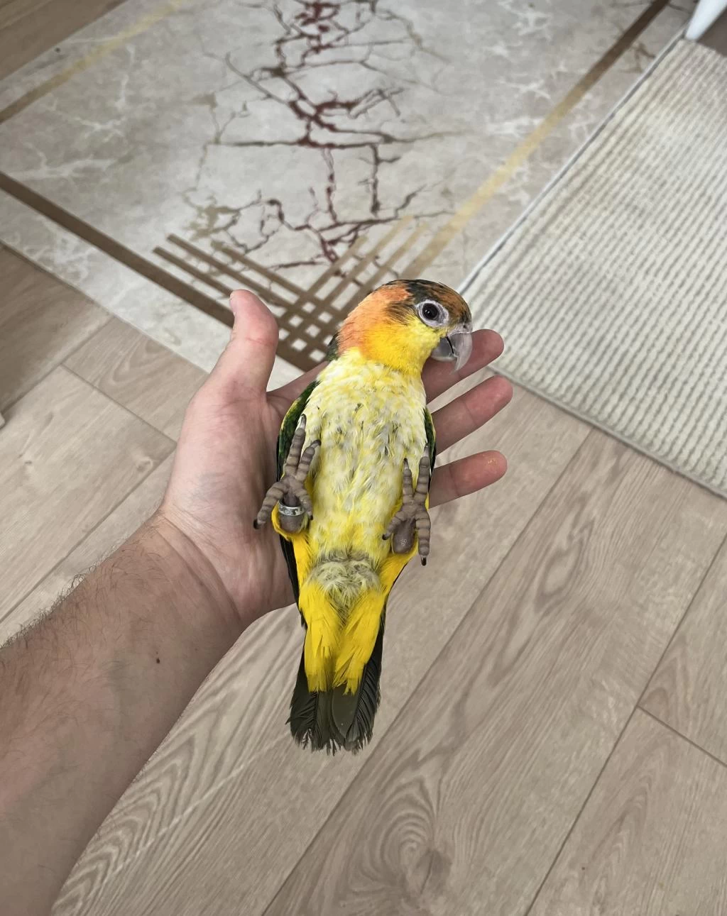 Full Evcil Yavru Caique