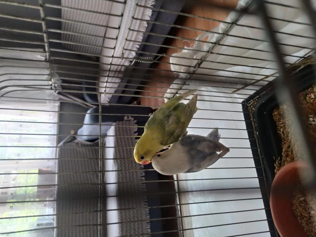 3-4 Aylık Parblue Opaline Cennet Papağanları
