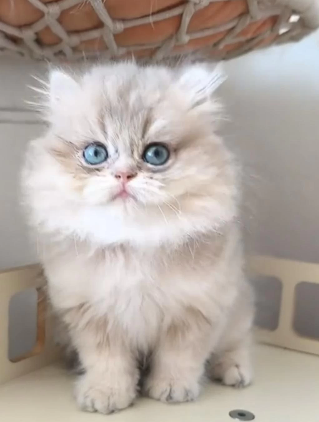 British Longhair Kedisi