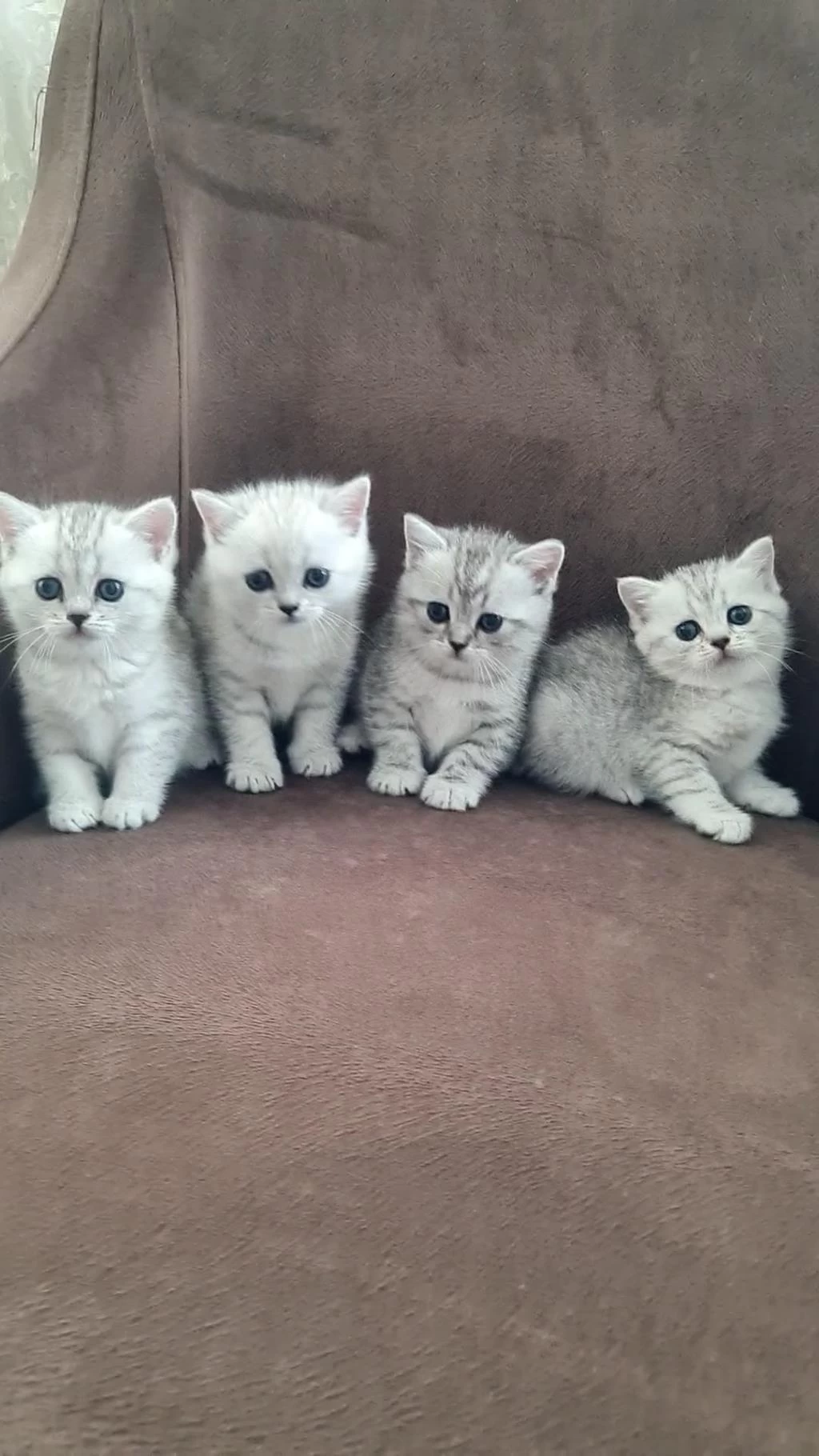 British Shorthair Silver Yavrularımız