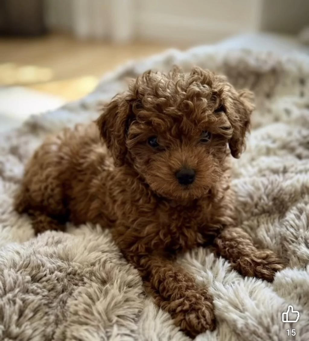 Aşili Mikroçipli Pasaportlu Toypoodle Yavrularımız