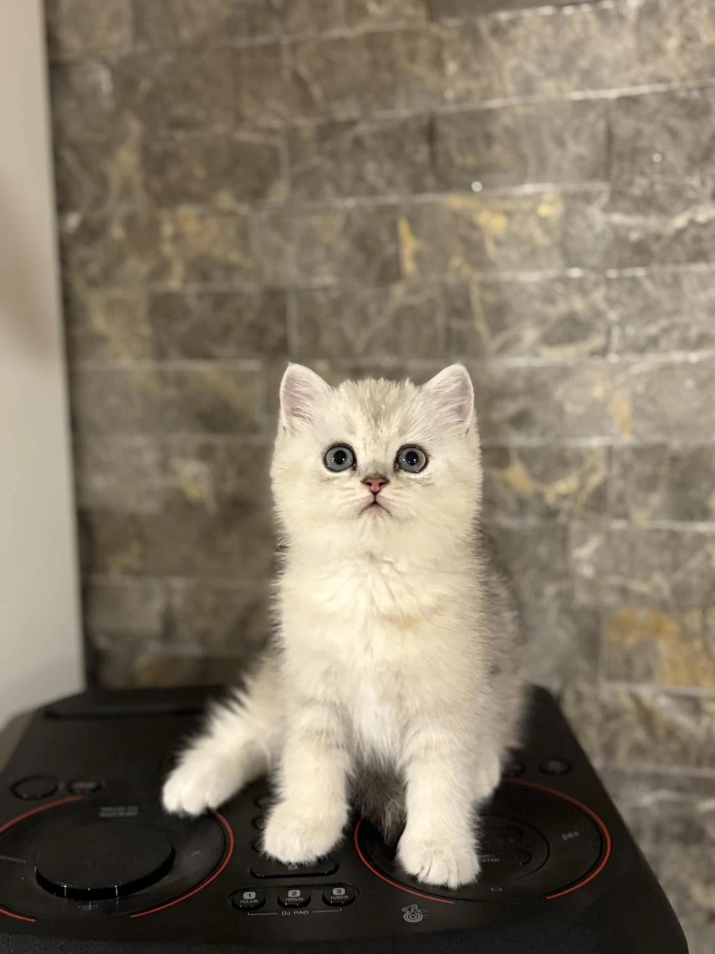 British Shorthair Silver Yavrularim