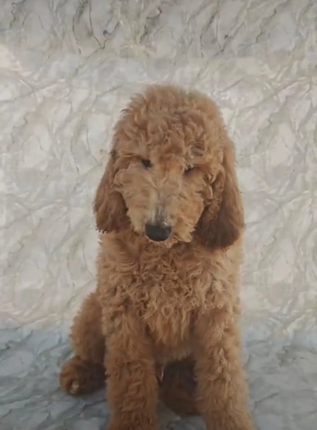 Dev Toy Poodle Yavrular İrk Sağlık Garantili