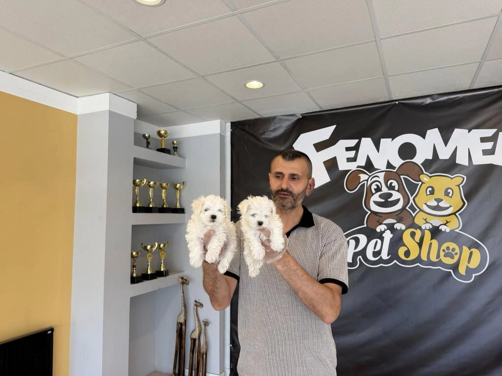 Yeni Shooowww Kalite Maltese Yavrulr Ankara Mağazamzda