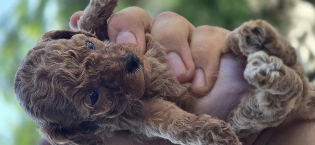 Teacup Poodle Aileden Sahiplendirilecek Baba Kore