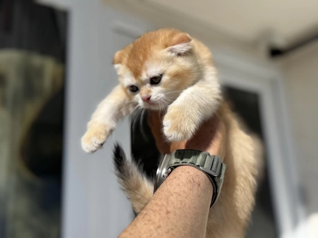 Ankarada Ziyarete Açık Golden Scottish Fold Yavrumuz