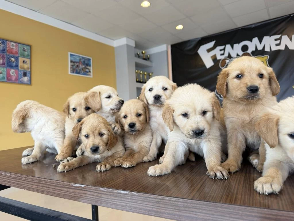 Baby Face Golden Retriewer Yavrularımız Safkan Belgeli