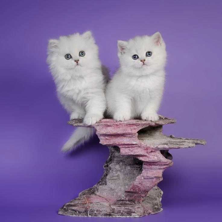 British Longhair Yavrular Evinizin Neşesi Olacaktır