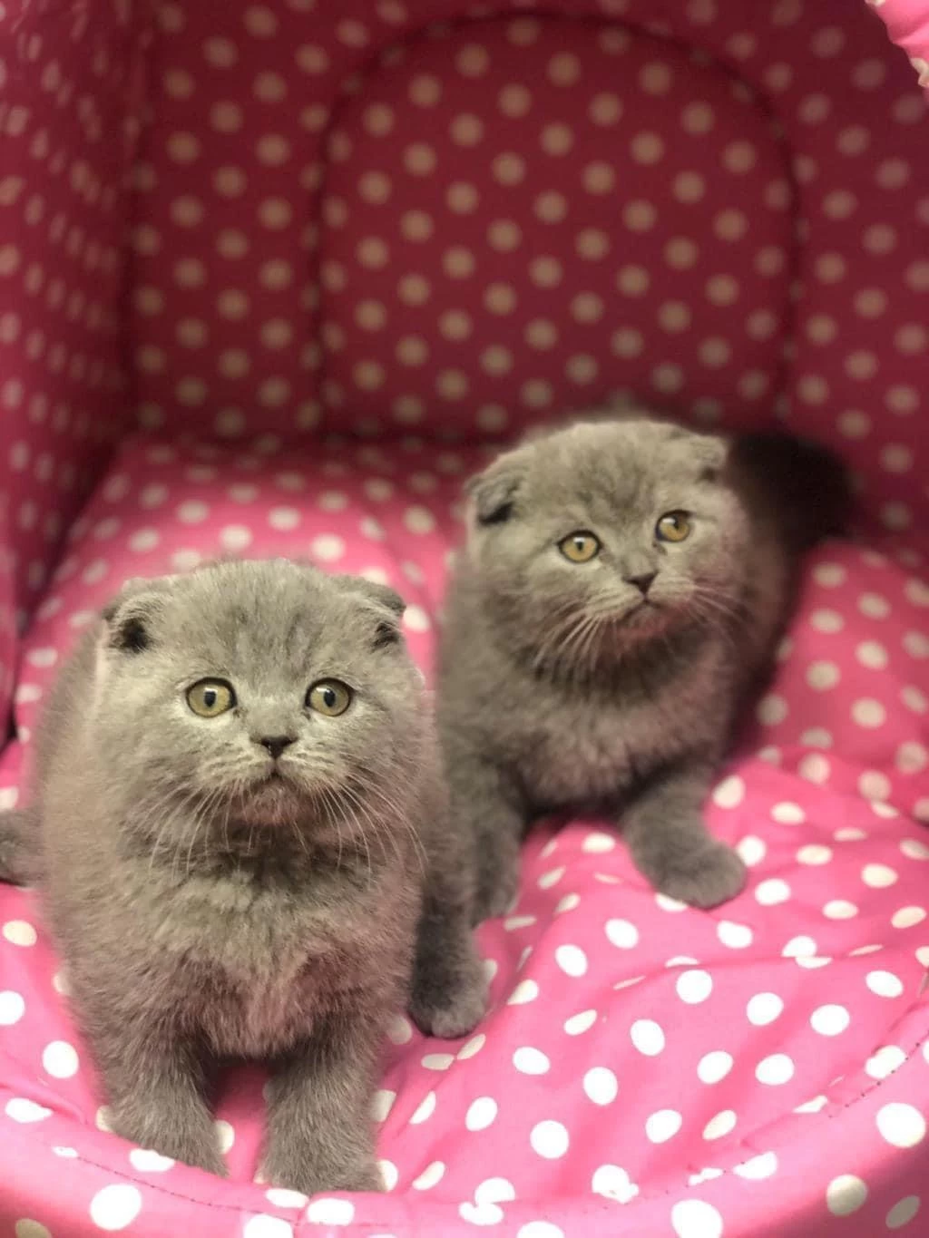 Scottish Fold Yavrularim