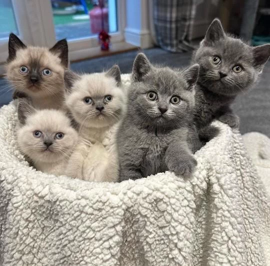 British Shorthair Yavrulari